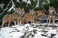 Bayerwald Tierpark_11